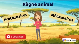 Zoologie  Exploration du Règne Animal Protozoaires et Métazoaires [upl. by Sacrod678]