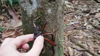 GIANT BUG  Spiny Lobster Katydid [upl. by Alekahs]