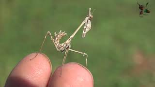 Empusa fasciata  Peygamber devesi Böceği [upl. by Leavelle]