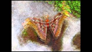 Atlas Moth  Indonesia [upl. by Lareena]