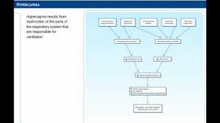 Pathology of hypercapnia [upl. by Freyah407]