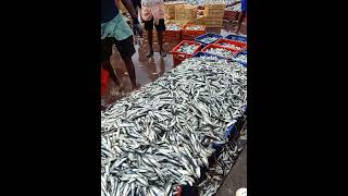 Kerala fish Harbour 👌🏻 [upl. by Nosnah]