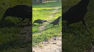 Nervous Mr Whitefoot jr with his girlfriend ❤️ crowsounds crow lightlanguage [upl. by Akirdnwahs]