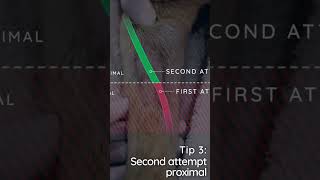 Tips for placing IV catheters in veterinary clinicalskills catheter vet vetschool vettech dog [upl. by Hadleigh]