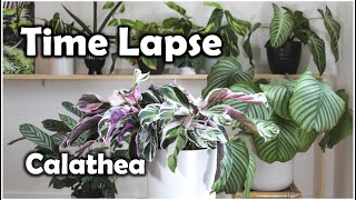 Calathea White Fusion TimeLapse 7h in 20s [upl. by Orvas]