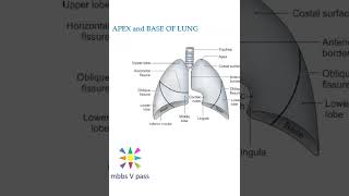 Anatomy Thorax 276 lung apex base diaphragm parts viva [upl. by Anirtap]