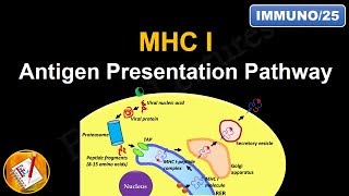 Antigen Processing and Presentation PART I MHC I Antigen Presentation pathway FLImmuno25 [upl. by Michi]