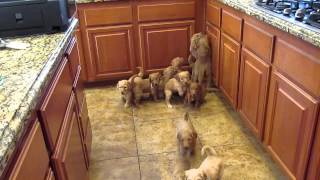 Goldendoodle Puppies Work for their food [upl. by Glovsky983]