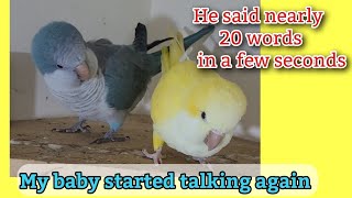 My Quaker Parrot Starts Talking Again  Quaker Parrot Sounds  Monk Parakeet [upl. by Dammahom]