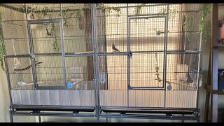 Pawhut Double Flight Cage With Divider Review  Zebra finches and Owl finches [upl. by Ellienad]