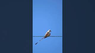 It’s a Scissortailed Flycatcher😍 nature birdspecies birdsofnorthamerica wildlife relaxing [upl. by Madra206]