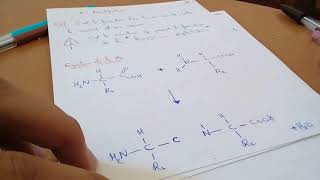 BioSnap 15  Proprietés Chimiques des Acides Aminés Amidification [upl. by Ellen]