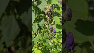 Aconitum in September allotment toxic wolfsbane [upl. by Mortensen]