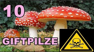 Die 10 GIFTIGSTEN PILZE 🍄 Toxic Mushrooms ⚠️ [upl. by Porett]