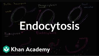 Endocytosis phagocytosis and pinocytosis  Biology  Khan Academy [upl. by Neo]