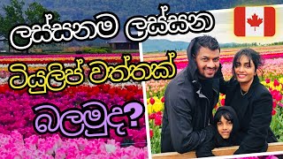 ලස්සන ටියුලිප්ස් බලන්න යමුද  Canada 🇨🇦  Canada Sinhala Vlog  සිංහල Vlog canada sinhalavlogs [upl. by Crescentia]