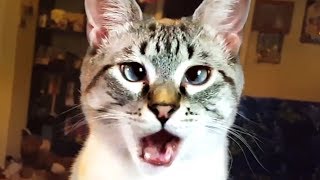 THE BEST CUTE AND FUNNY CAT VIDEOS OF 2023 🐱 [upl. by Anwad266]