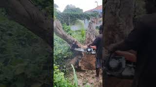 STIHL Chainsaw Cutting Big Wood chainsaw stihl shorts 1706 [upl. by Valentine]