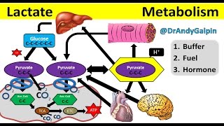 What Lactate is amp What it ACTUALLY does 5 Min Phys [upl. by Euqinamod]