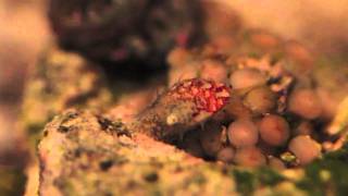 Stomatella Snail Grazing on Zoanthids [upl. by Nivac]