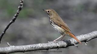 HERMIT THRUSH Catharus guttatus [upl. by Arikehs]