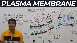 Plasma Membrane Structure and Function  Cell Membrane  Fluid Mosaic Model l Biology  NEET  CUET [upl. by Ynelram339]