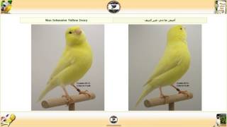 سلسلة كناري اللون  قسم اللايبوكروم  فئة الأصفر Lipochrome Yellow ح4 [upl. by Alroy]