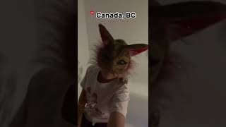 Duet with TRUFFLECLOWN  quads animalmask newquad catmask canada fypシ゚ [upl. by Bradeord596]