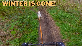 MTB Trails around Brussels  Easter Bikejoring Training with Husky [upl. by Onra436]