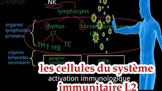 les cellules du système immunitaire  L2 شرح بالعربية [upl. by Uyekawa491]