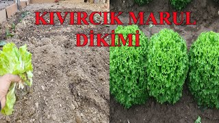 KIVIRCIK MARUL DİKİMİ HAKKINDA HERŞEY [upl. by Aridatha]