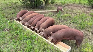 How I Feed our Pasture Raised Pigs [upl. by Josiah]