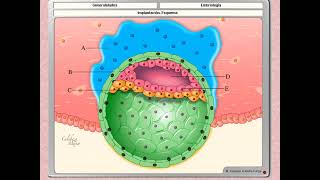 HEMATOPOYESIS EN LA EMBRIOGÉNESIS [upl. by Girvin]