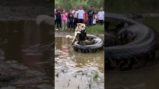 The dog is trying to fight the giant python but people just stand there taking pictures [upl. by Llacam]