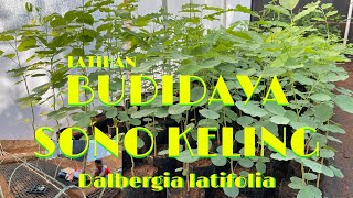 LATIHAN BUDIDAYA SONO KELING  DALBERGIA LATIFOLIA [upl. by Rialcnis]