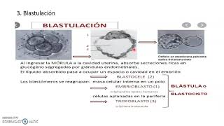 Embriología animal [upl. by Saihttam600]