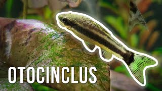 Otocinclus Catfish – Best AlgaeEating Nano Fish [upl. by Lodnar735]