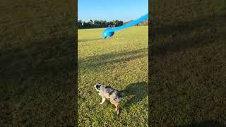 Koa the adorable Aussie at the Park [upl. by Sladen997]