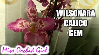 Wilsonara Calico Gem  a pink Oncidium again [upl. by Hgielek255]