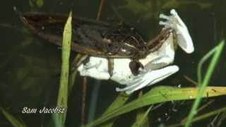 Giant Water Bug capturing Southern Foam Nest Frog [upl. by Anneehs]