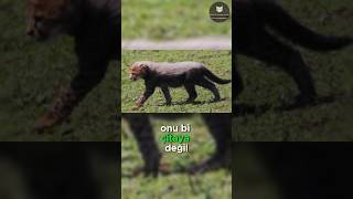 Aslanlar Çita Yavrularından Neden Korkar 🐆😱🦁 [upl. by Kosse]