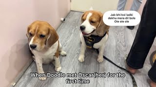 Doodle meets a female doggo friend for the first time dog beagle dogvlogs indiandogvlog doodle [upl. by Tjon]