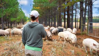 Moving 150 Pigs on Pasture for Rotational Grazing [upl. by Kataway]