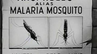 How Malaria is Transmitted 1943 [upl. by Sucramrej108]