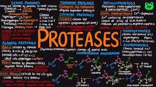 Proteases  Enzymes 02  Biochemistry  PP Notes [upl. by Ilana906]