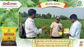 Testimonial of a farmer who used Root Raja in chilli crop  మిరప పంటలో రూట్ రాజా వాడిన రైతు స్పందన [upl. by Aenej]