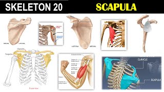 Skeleton 20  Scapula  Pectoral girdle  Acromion process  Spine  Coracoid process [upl. by Camfort]