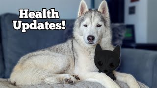 My Dogs Have a Surprise to Share AND Health Updates [upl. by Sada421]