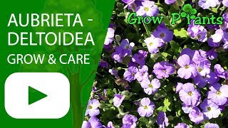 Aubrieta deltoidea  grow amp care [upl. by Nimad428]