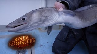 Catching A Lively Conger Eel In Southern England  EEL  River Monsters [upl. by Anirpas682]